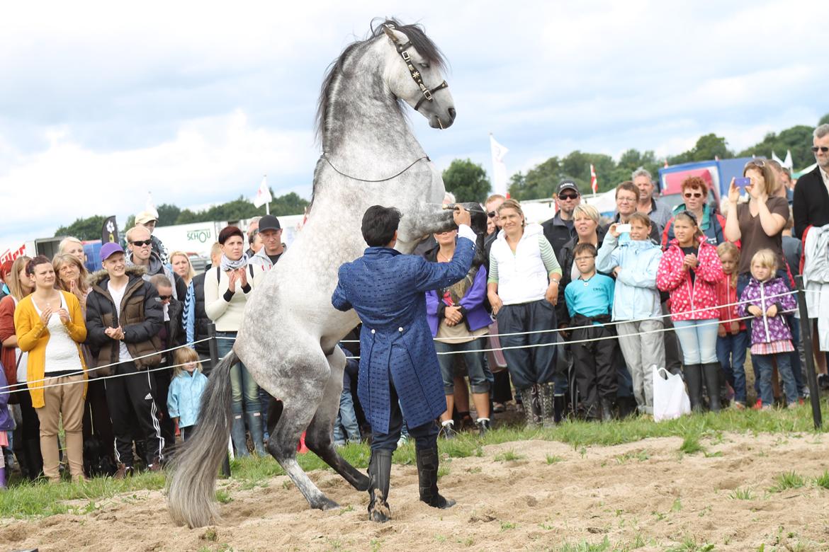 Ørbæk Marked The Schumanns billede 41