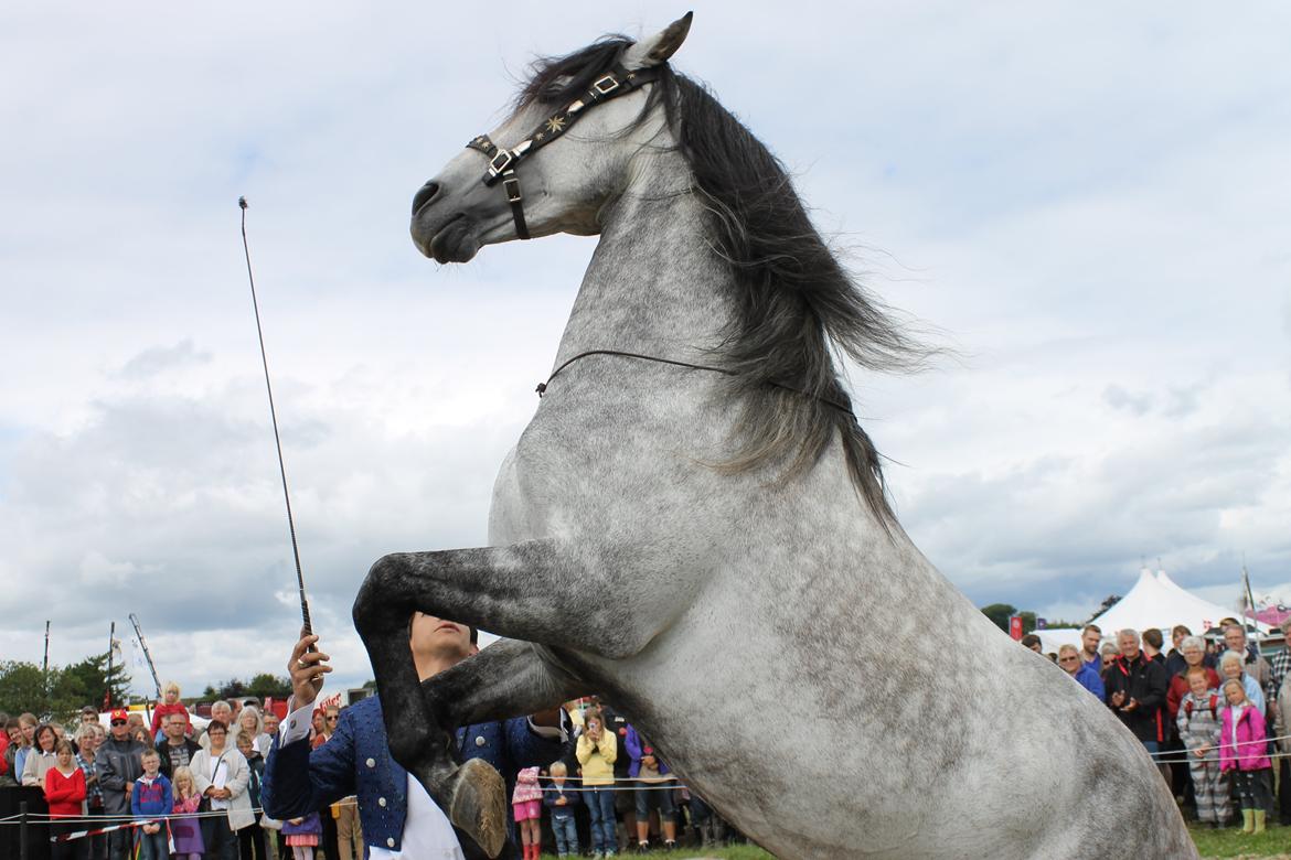 Ørbæk Marked The Schumanns billede 43