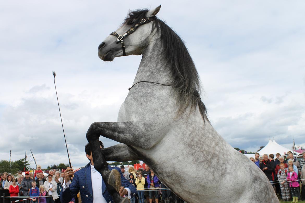 Ørbæk Marked The Schumanns billede 44