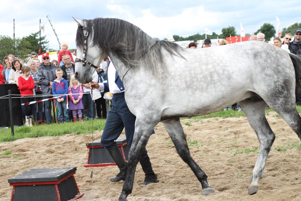Ørbæk Marked The Schumanns billede 46