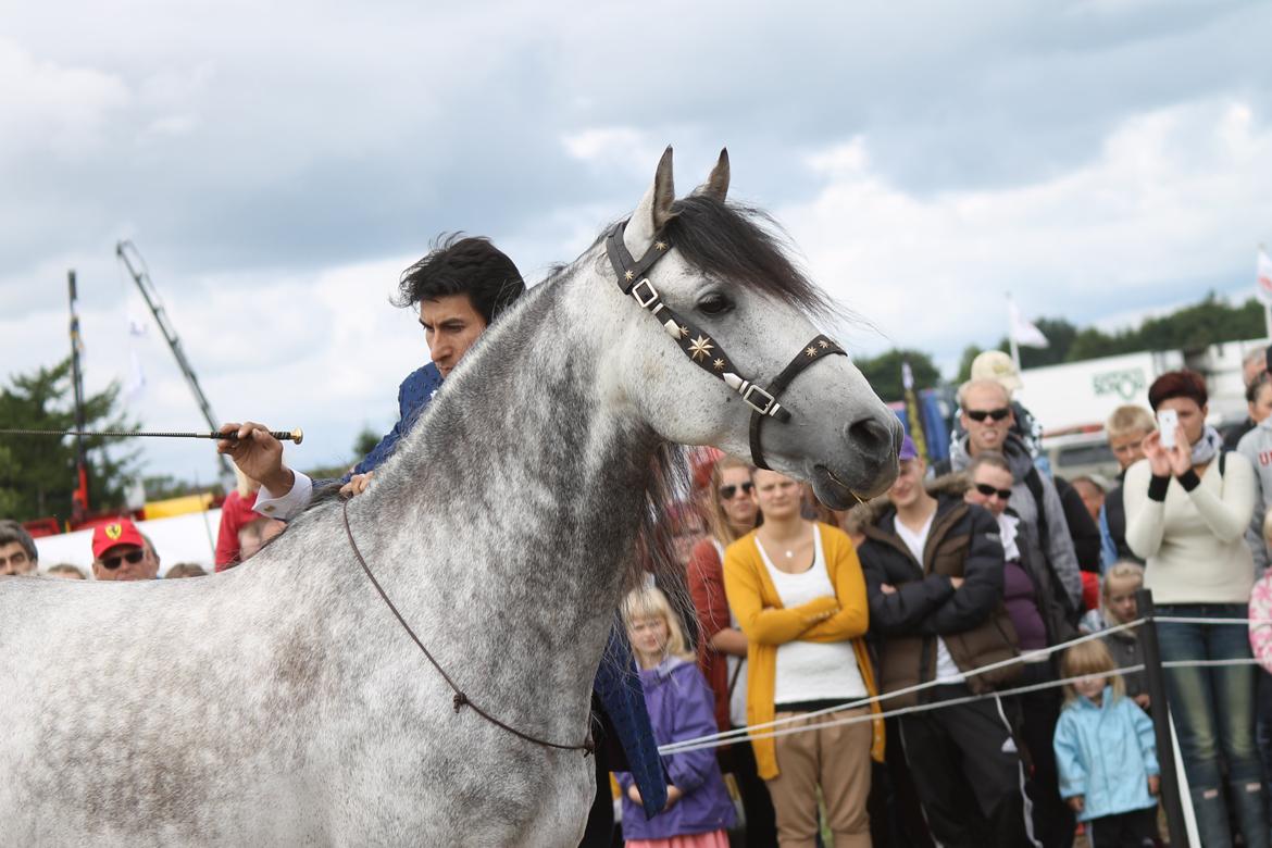 Ørbæk Marked The Schumanns billede 47
