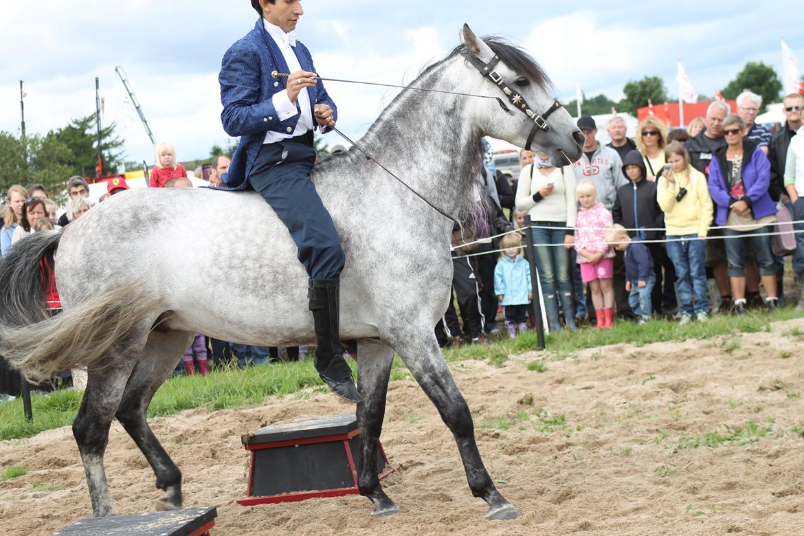 Ørbæk Marked The Schumanns billede 51