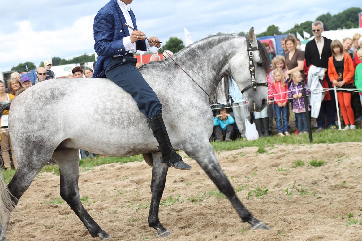 Ørbæk Marked The Schumanns billede 52