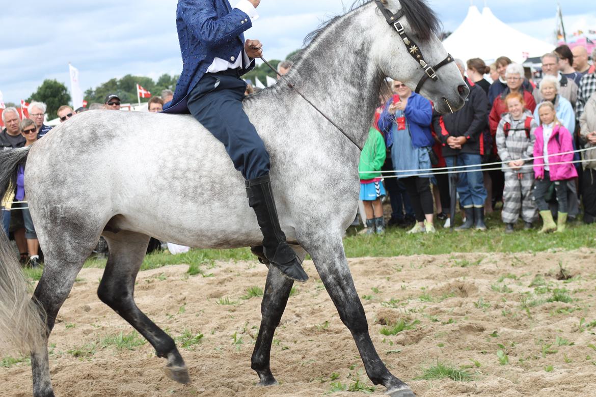 Ørbæk Marked The Schumanns billede 53