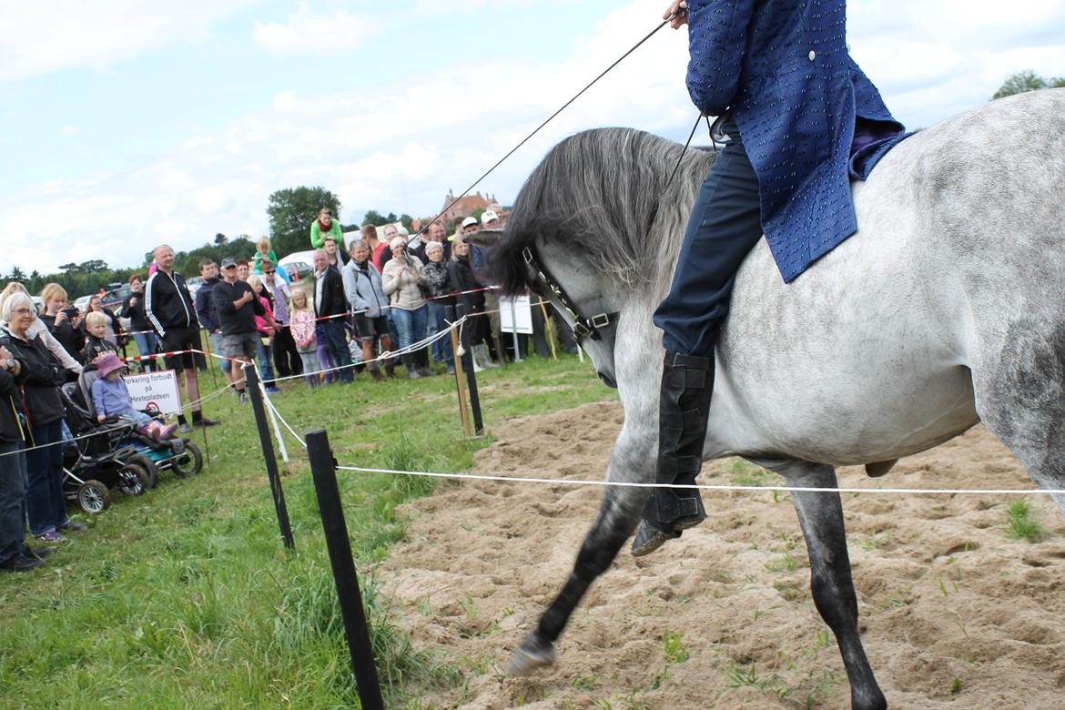 Ørbæk Marked The Schumanns - Spanske skridt :) billede 56