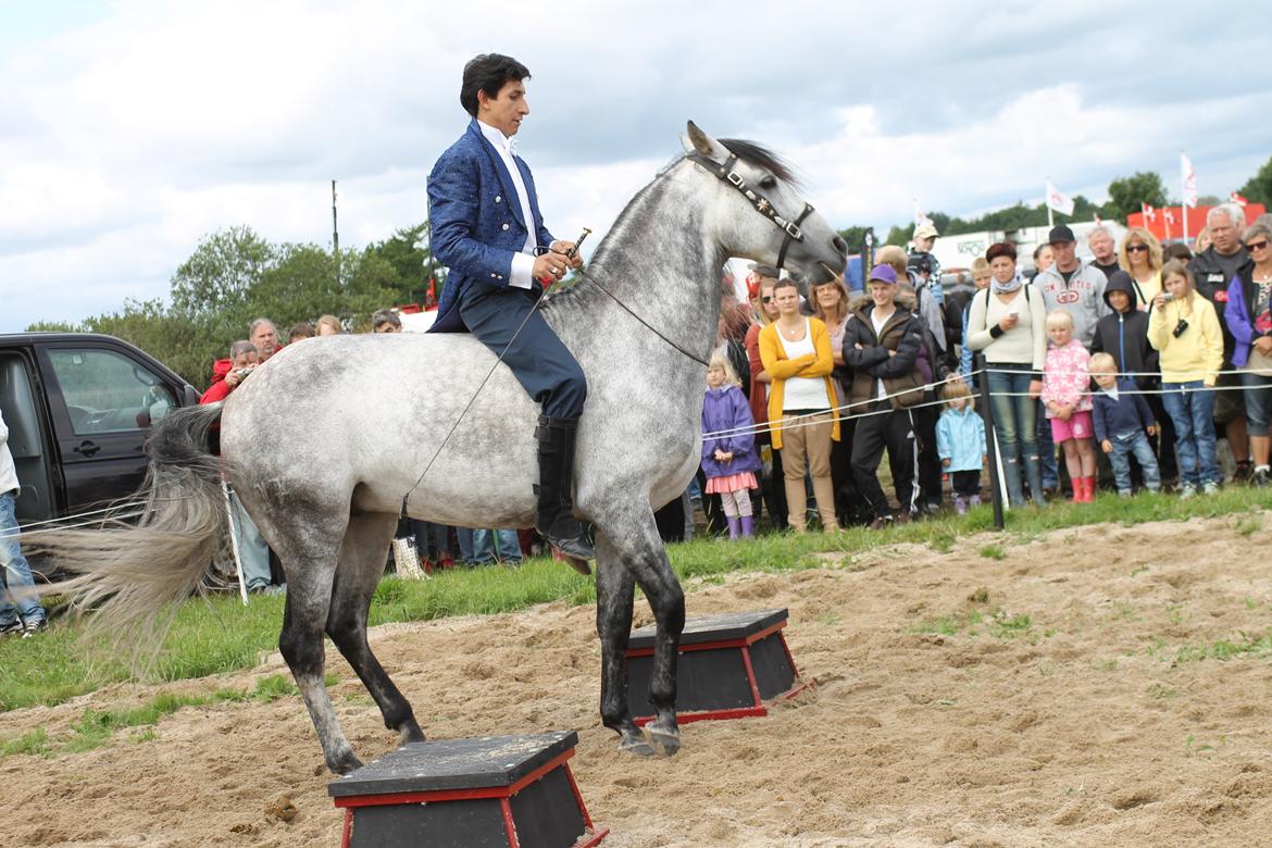 Ørbæk Marked The Schumanns billede 58