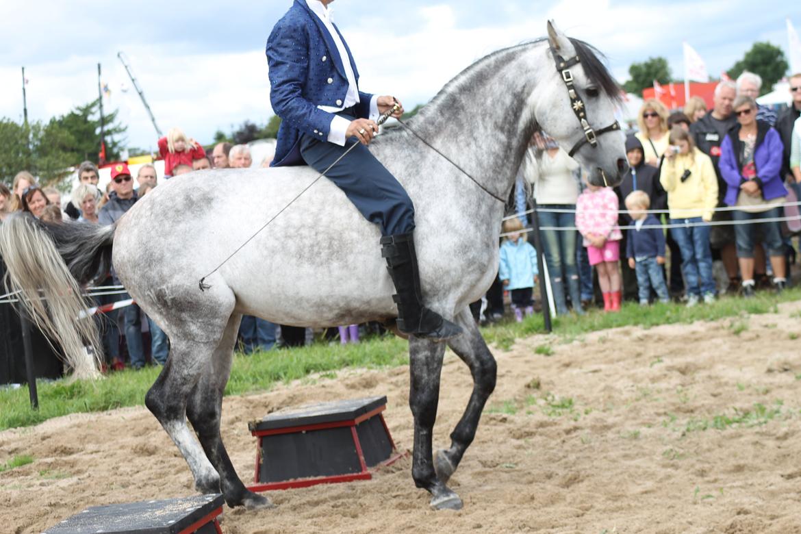 Ørbæk Marked The Schumanns billede 60