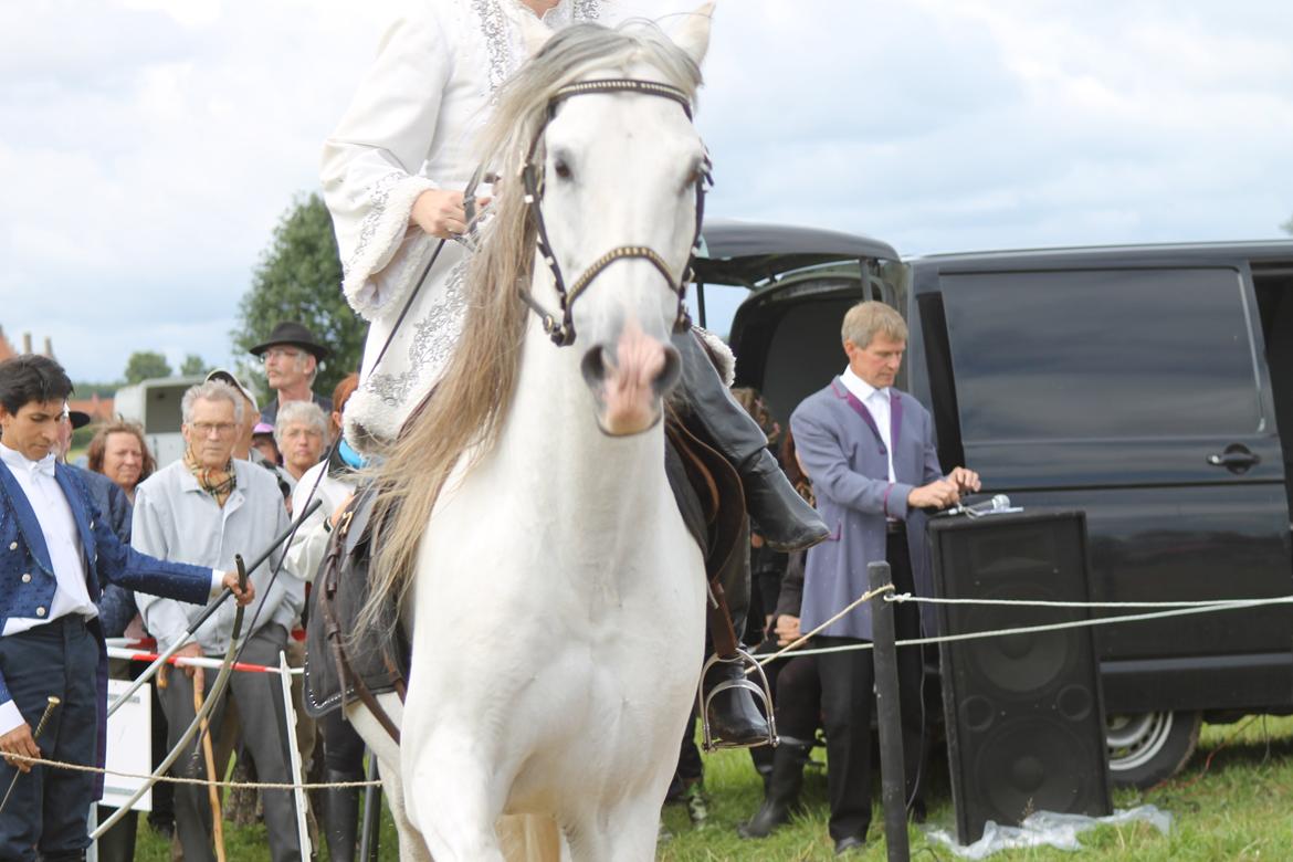 Ørbæk Marked The Schumanns billede 68