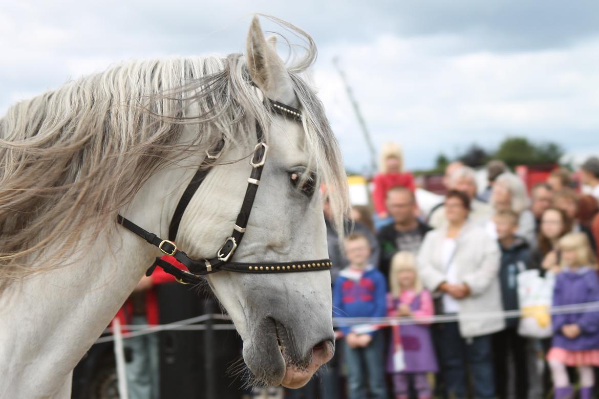 Ørbæk Marked The Schumanns billede 69