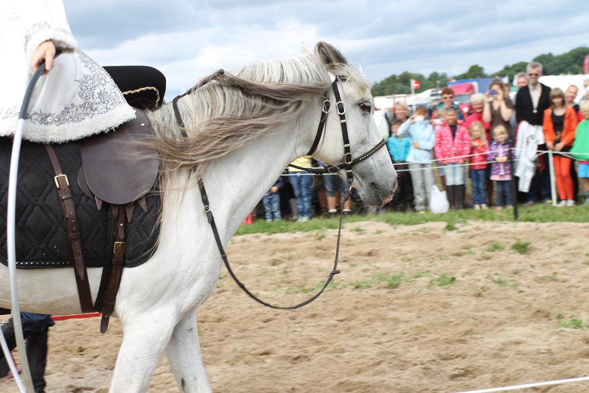 Ørbæk Marked The Schumanns billede 77