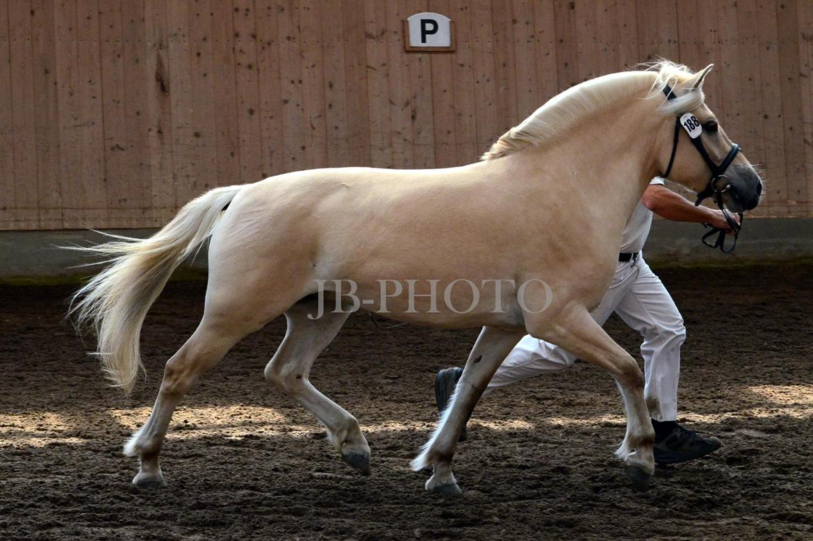 Fjordheste kåring på Ågerupgård - Fjordheste rygge. billede 1
