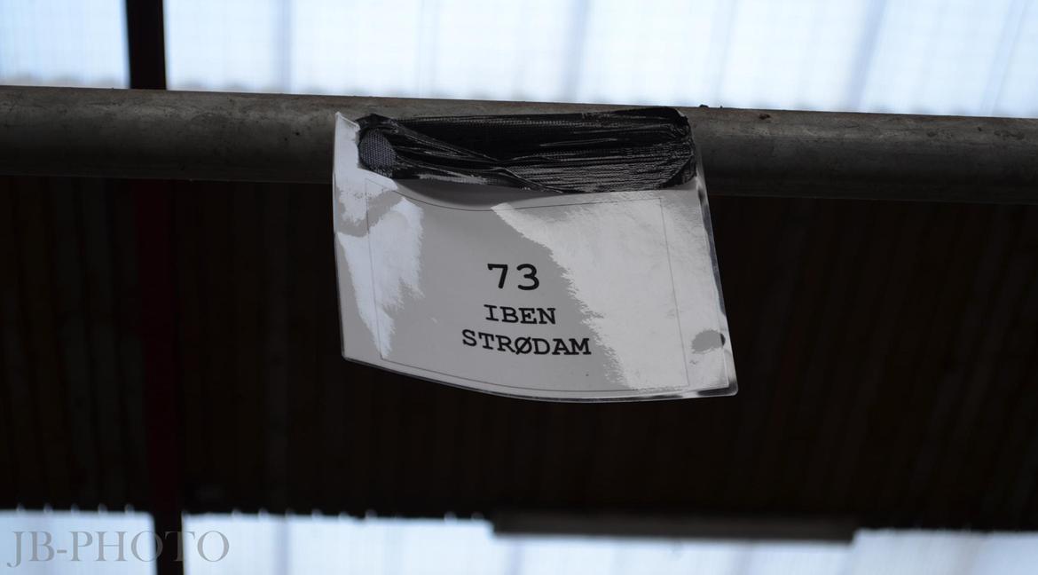 Fjordheste kåring på Ågerupgård - Iben Strødam billede 2