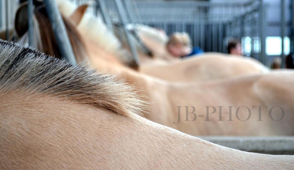 Fjordheste kåring på Ågerupgård - Iben Strødam og hendes side makker hest. billede 3
