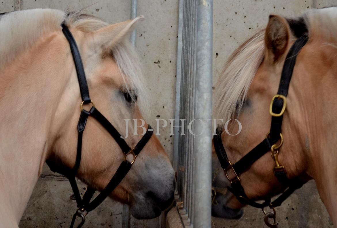 Fjordheste kåring på Ågerupgård - Iben Strødam billede 4