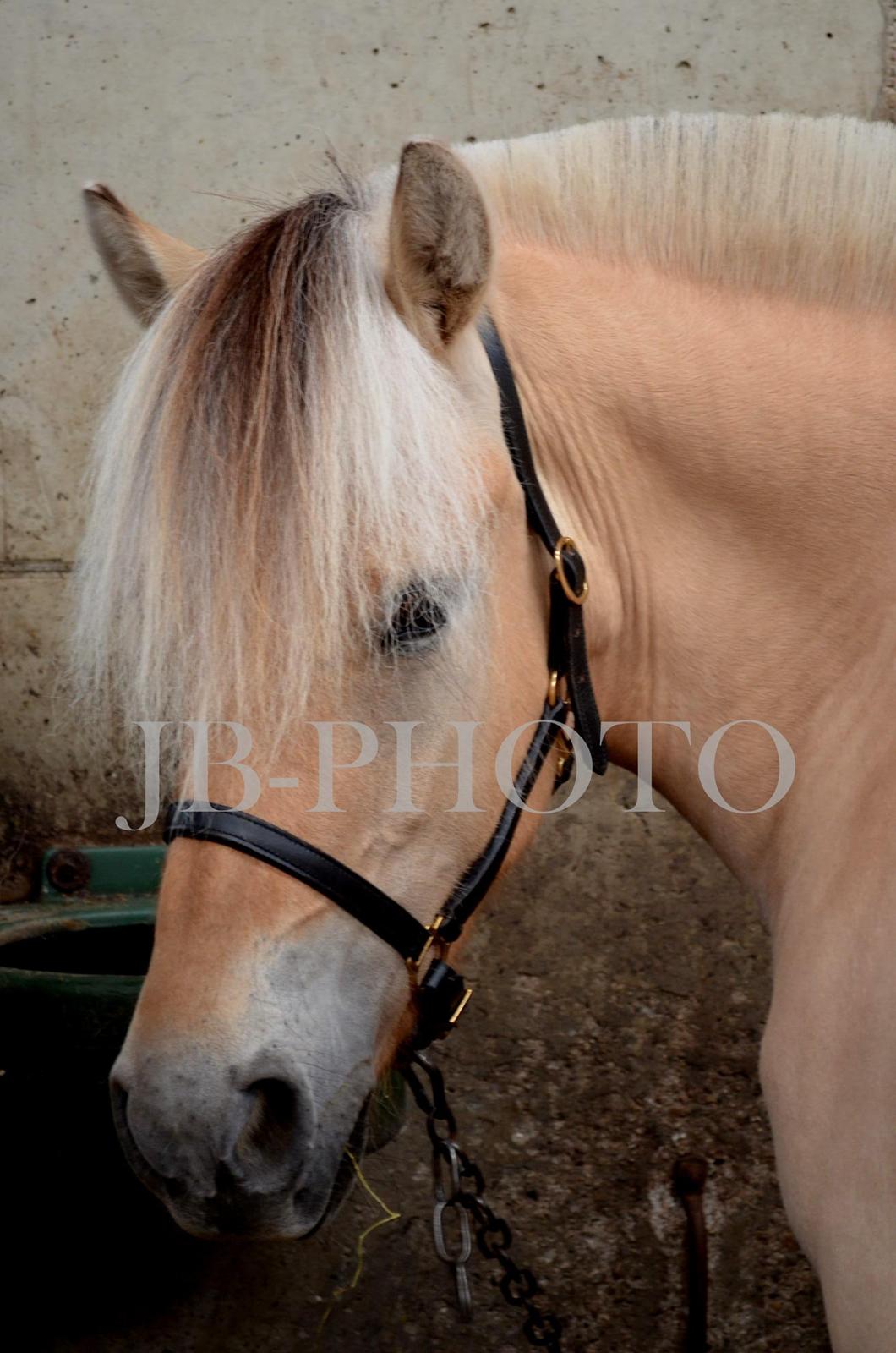Fjordheste kåring på Ågerupgård - Stalden billede 5