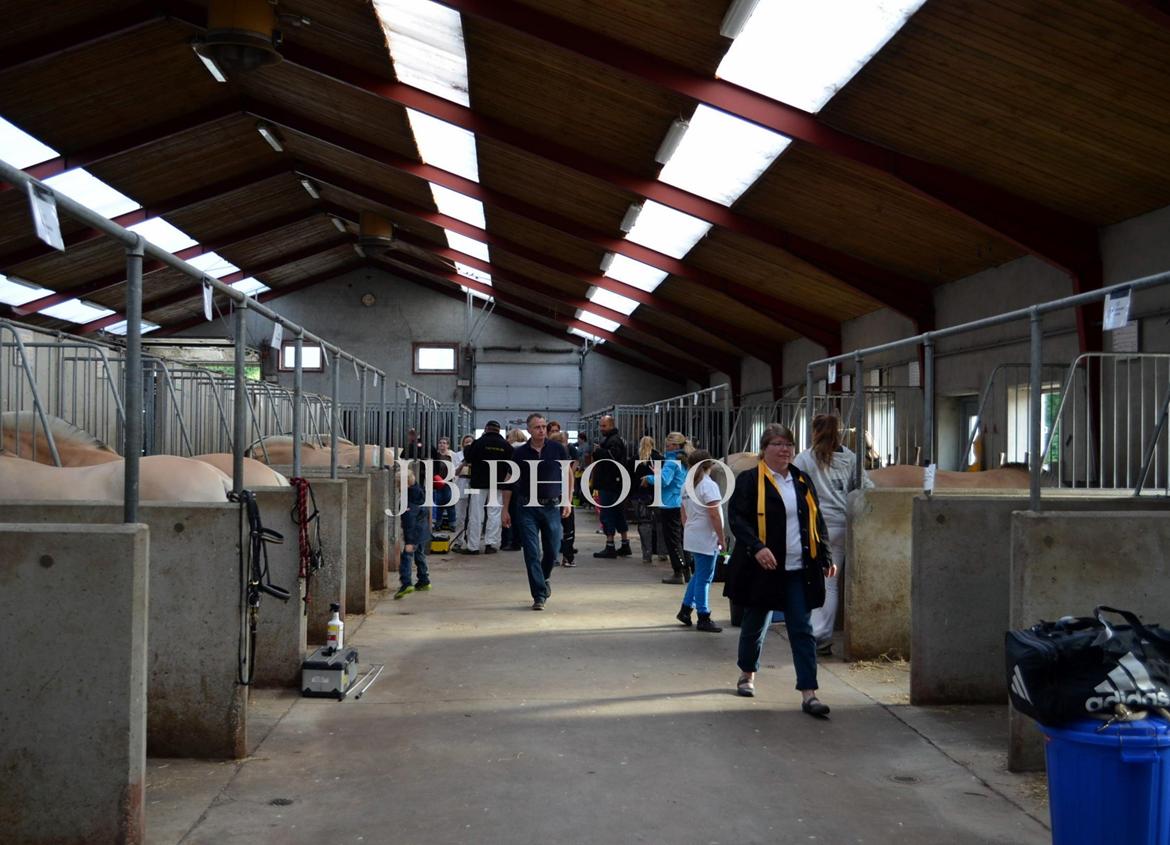 Fjordheste kåring på Ågerupgård - Iben Strødam billede 6