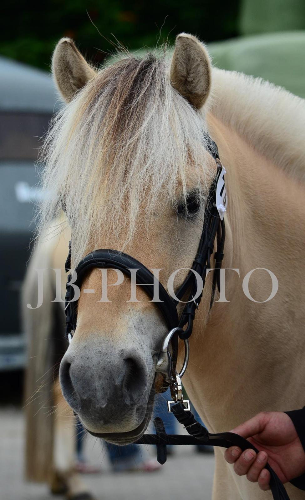 Fjordheste kåring på Ågerupgård billede 7