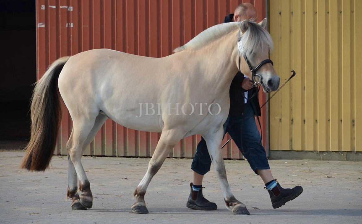 Fjordheste kåring på Ågerupgård - Iben Strødam med ejer billede 8