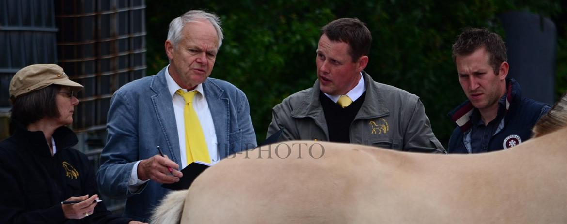 Fjordheste kåring på Ågerupgård - En af de andre 3 års hopper billede 11