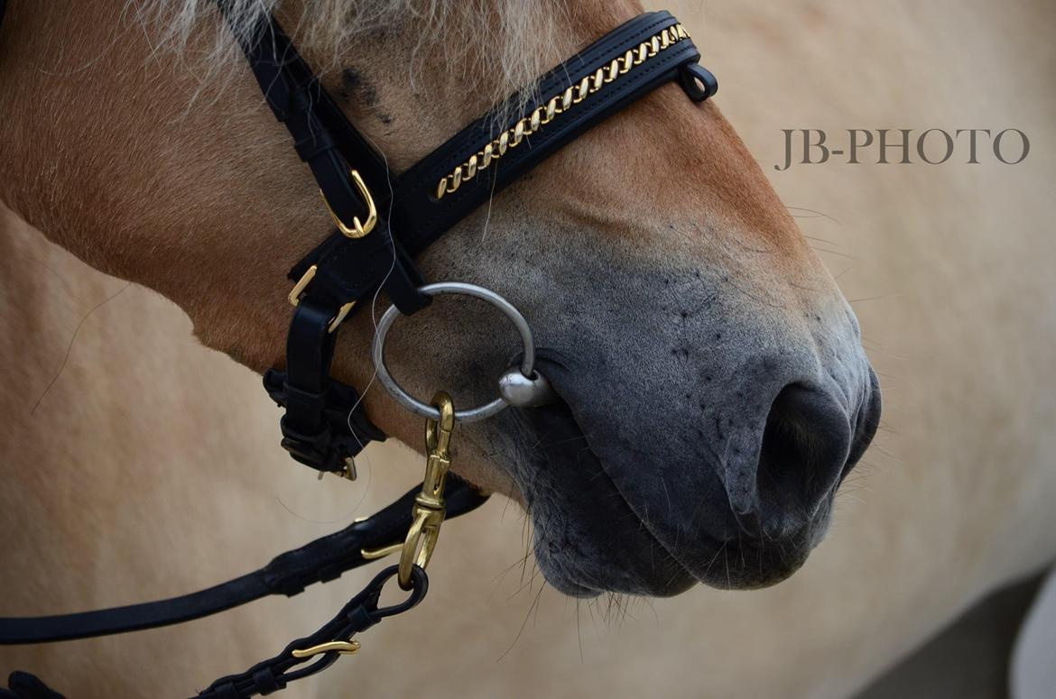Fjordheste kåring på Ågerupgård - Dommerne bedømmer Iben billede 12