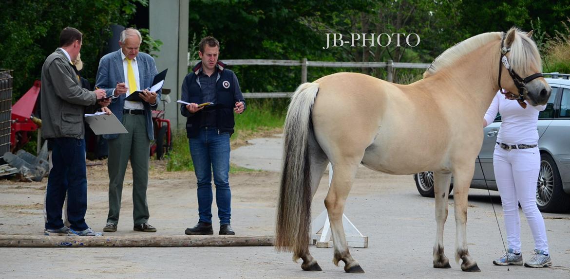 Fjordheste kåring på Ågerupgård - heste mule af 3 års hoppe billede 13