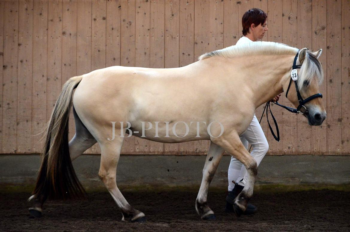 Fjordheste kåring på Ågerupgård - En af Staldende billede 14