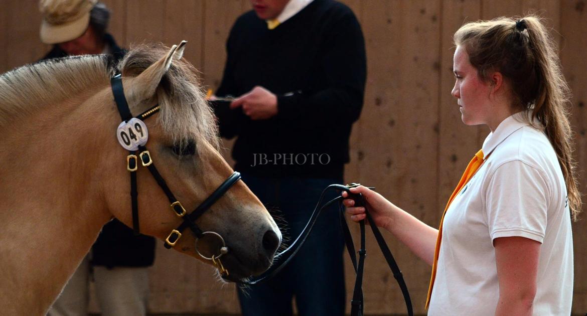 Fjordheste kåring på Ågerupgård - Iben Strødam billede 15