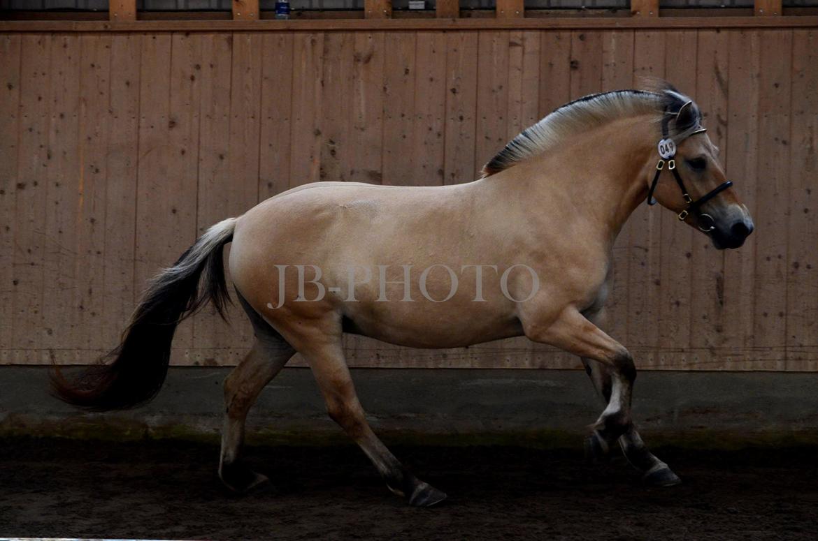 Fjordheste kåring på Ågerupgård - Bedømning billede 16