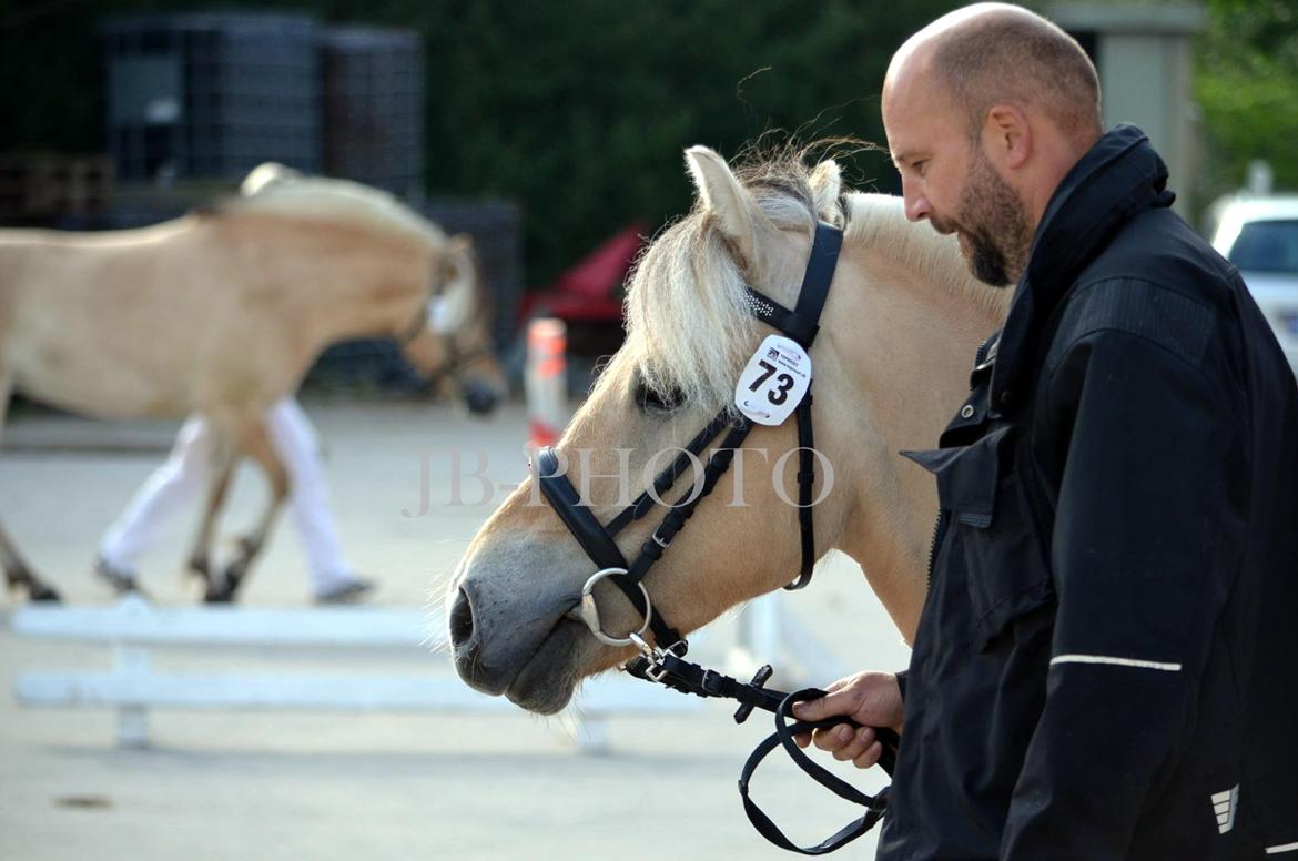 Fjordheste kåring på Ågerupgård - En af de andre 3 års hopper bliver bedømt billede 18