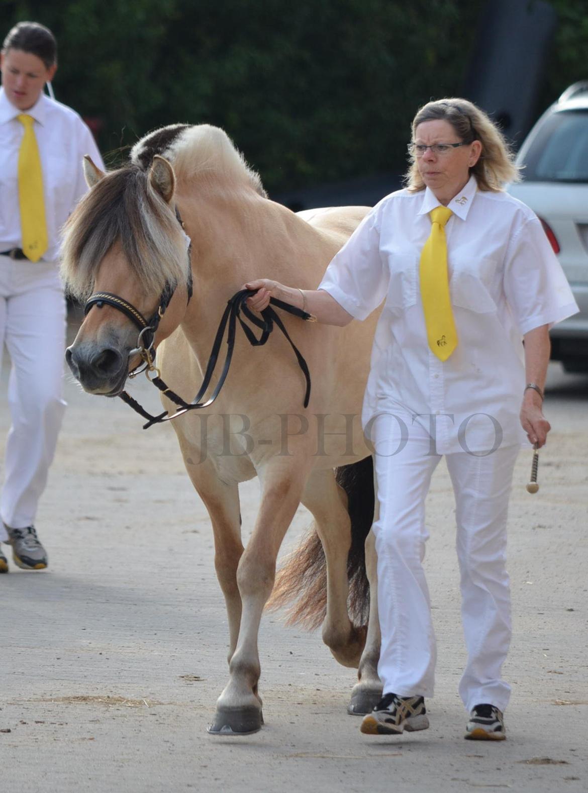 Fjordheste kåring på Ågerupgård - En af de andre 3 års hopper i fri galop billede 19