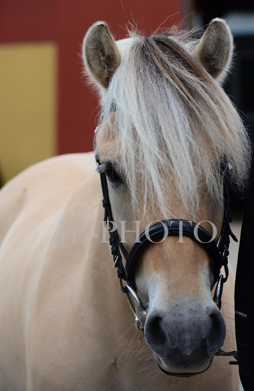Fjordheste kåring på Ågerupgård billede 20