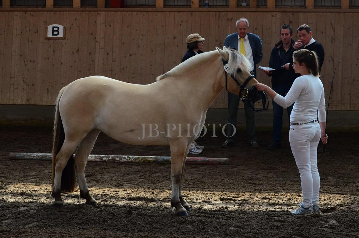 Fjordheste kåring på Ågerupgård billede 21