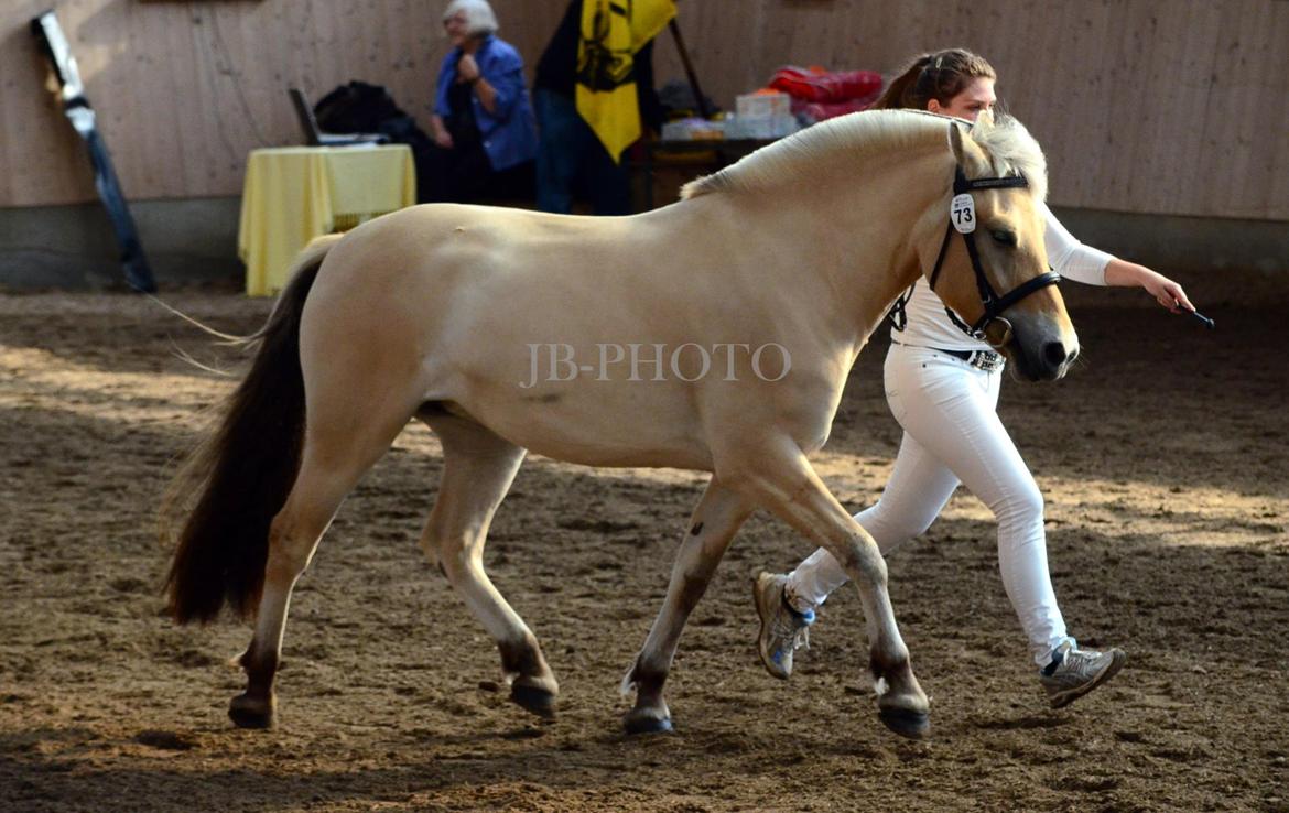 Fjordheste kåring på Ågerupgård billede 22