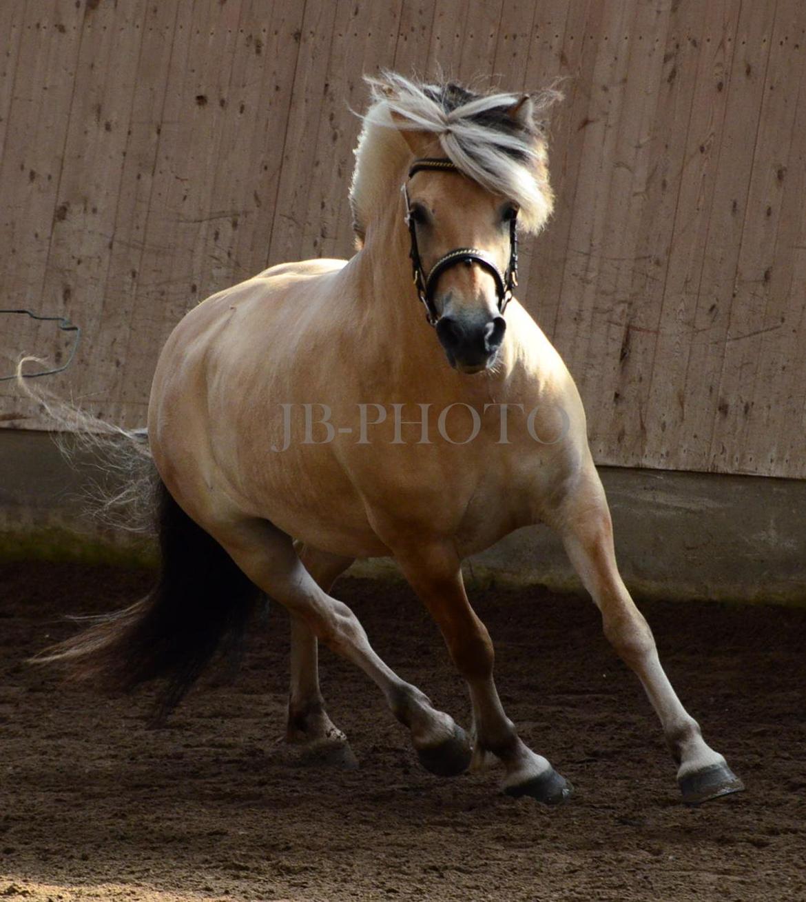 Fjordheste kåring på Ågerupgård billede 23