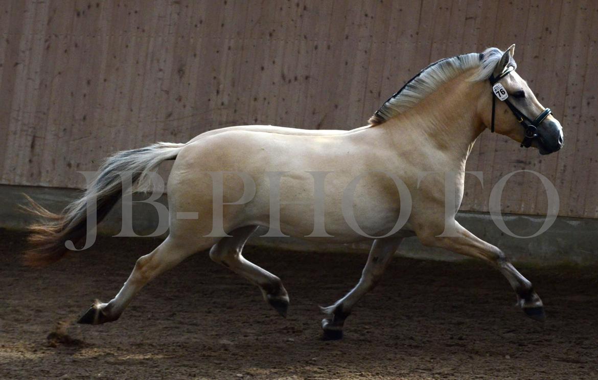 Fjordheste kåring på Ågerupgård billede 24