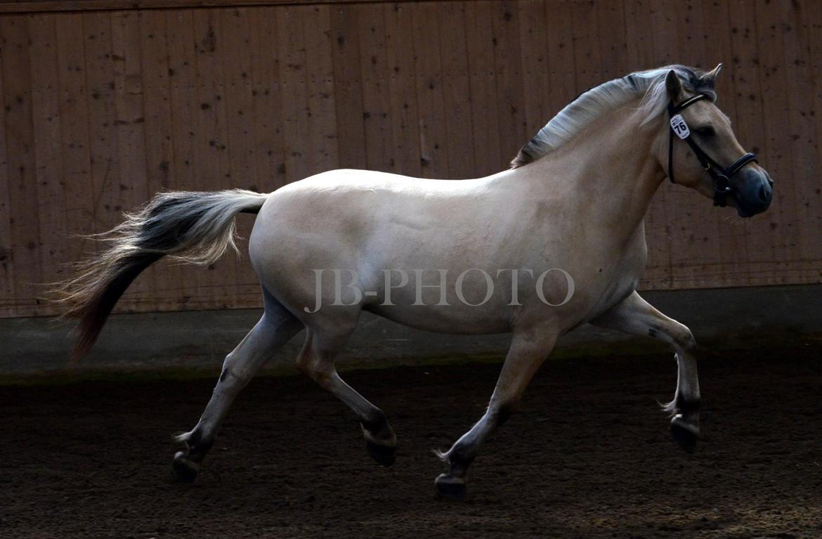 Fjordheste kåring på Ågerupgård billede 25