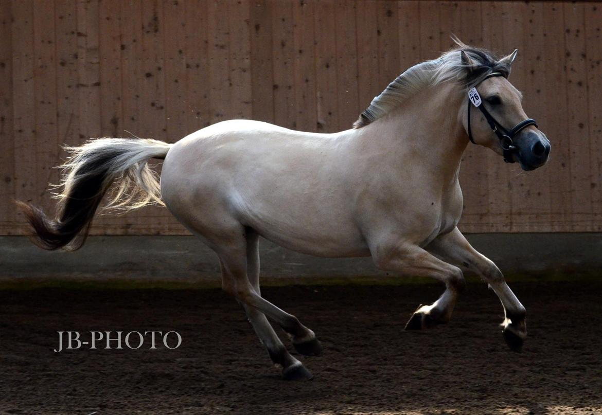 Fjordheste kåring på Ågerupgård billede 26