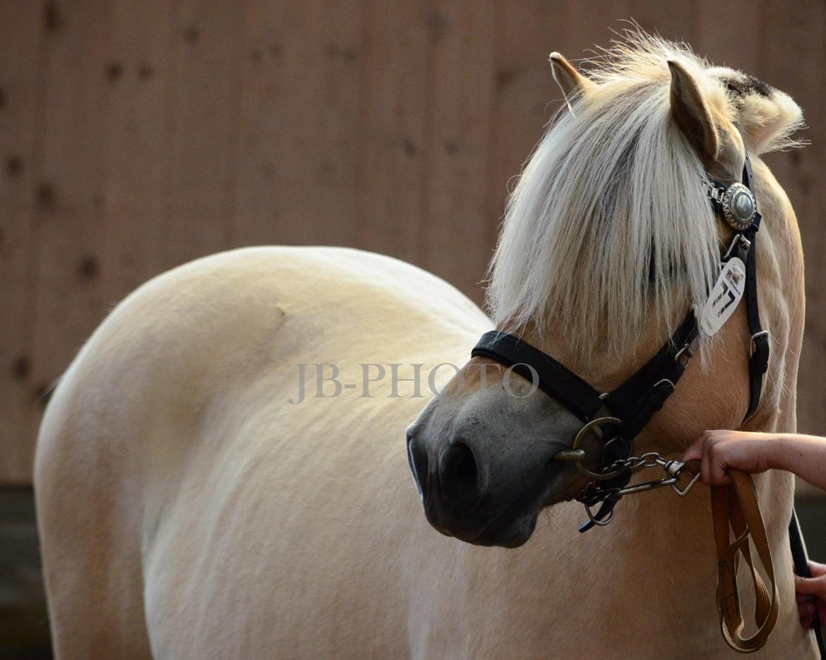Fjordheste kåring på Ågerupgård billede 27