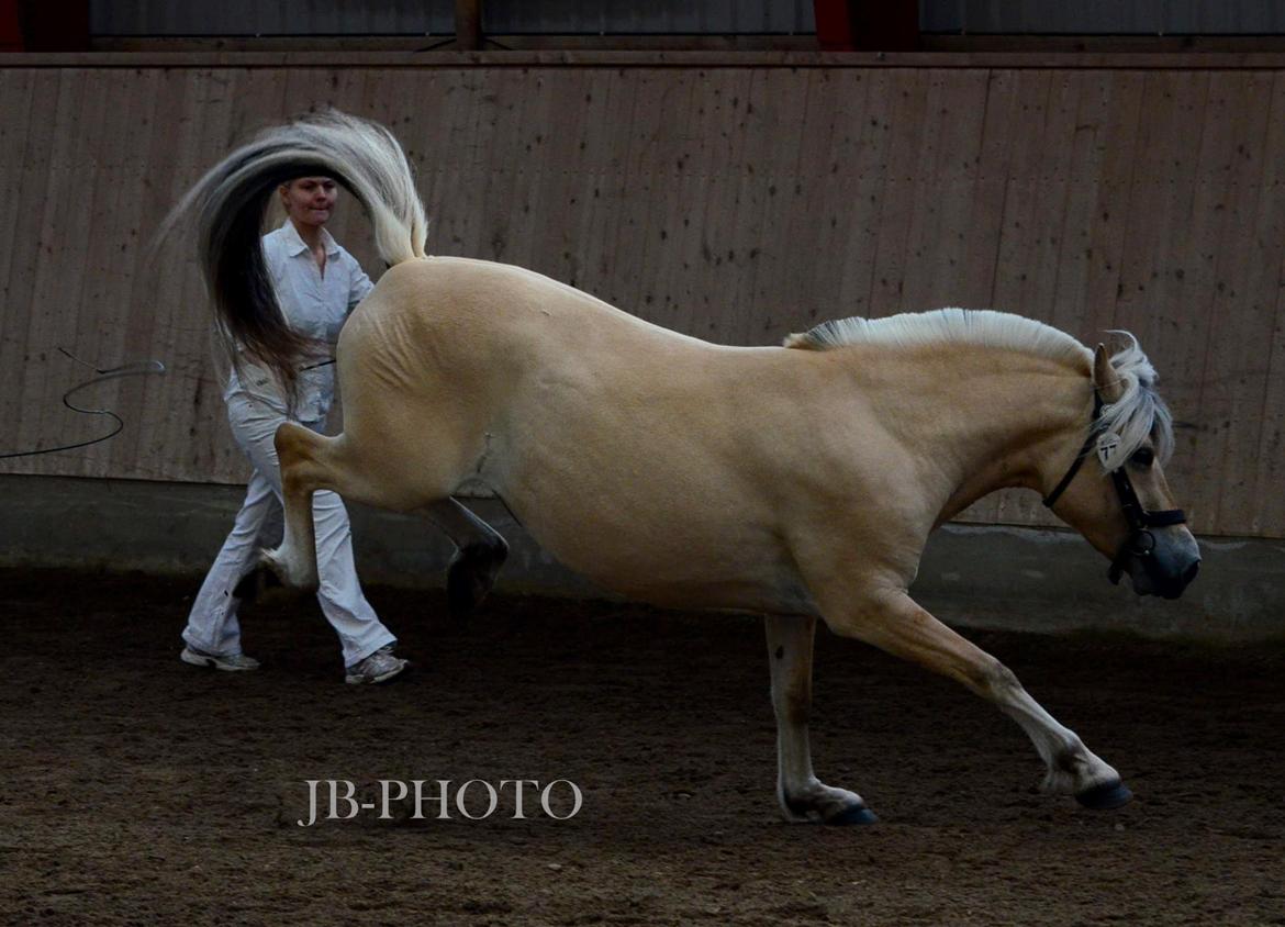 Fjordheste kåring på Ågerupgård billede 28