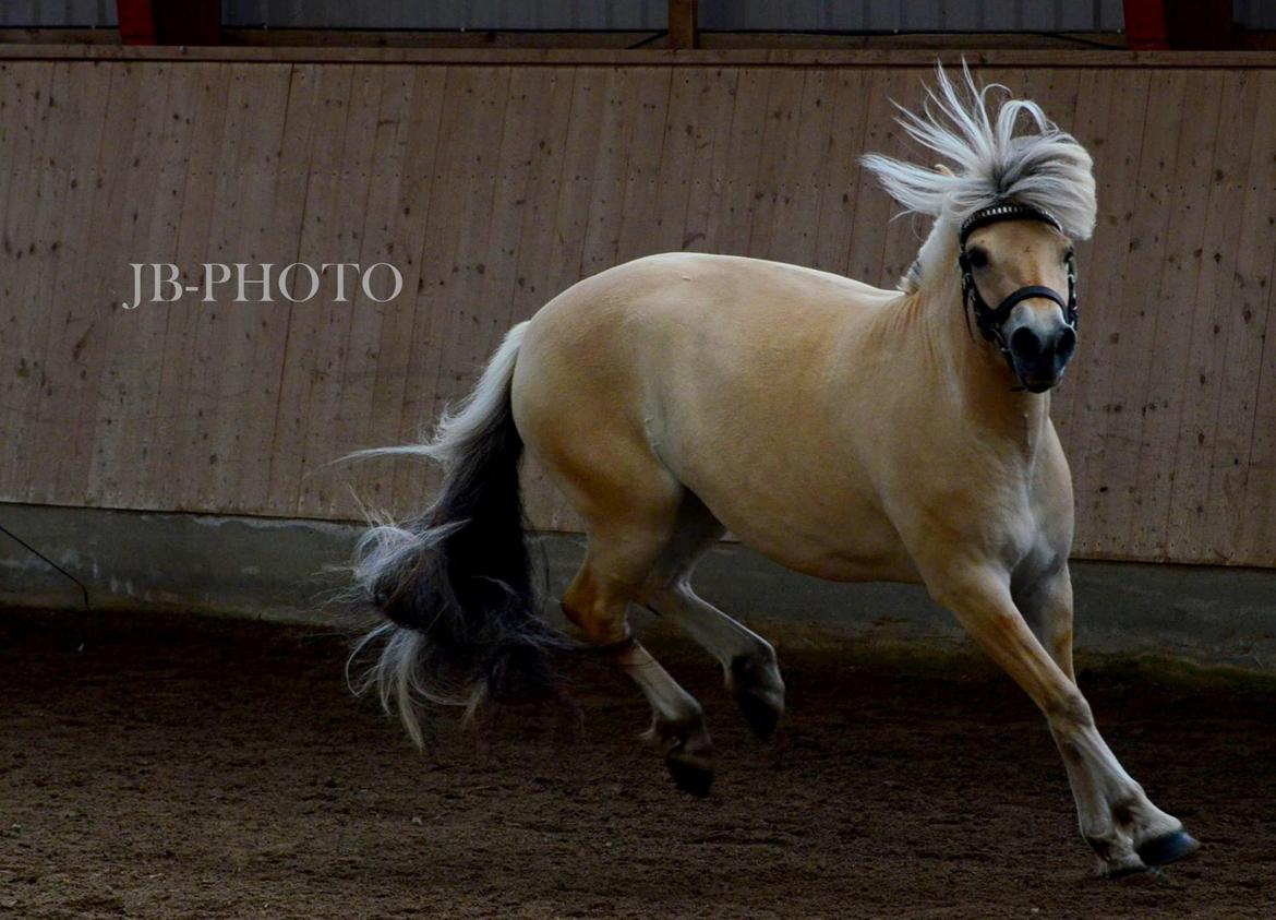 Fjordheste kåring på Ågerupgård billede 29