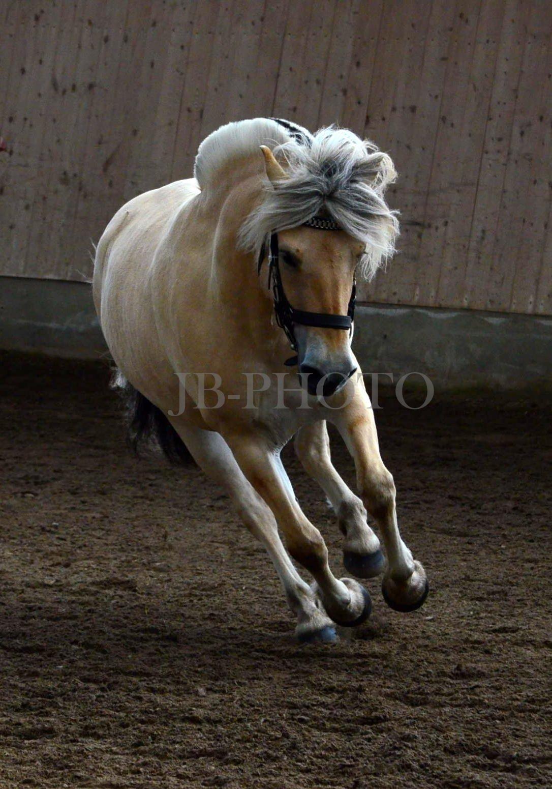 Fjordheste kåring på Ågerupgård billede 30