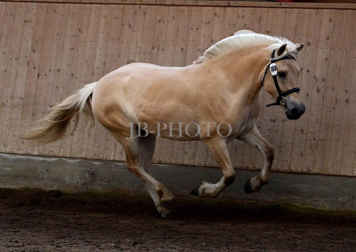 Fjordheste kåring på Ågerupgård billede 31