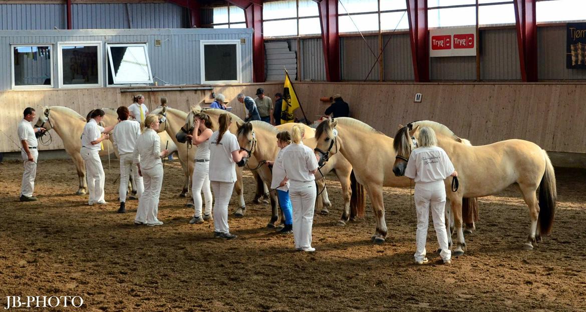 Fjordheste kåring på Ågerupgård billede 32