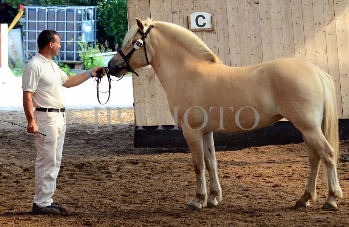 Fjordheste kåring på Ågerupgård billede 33