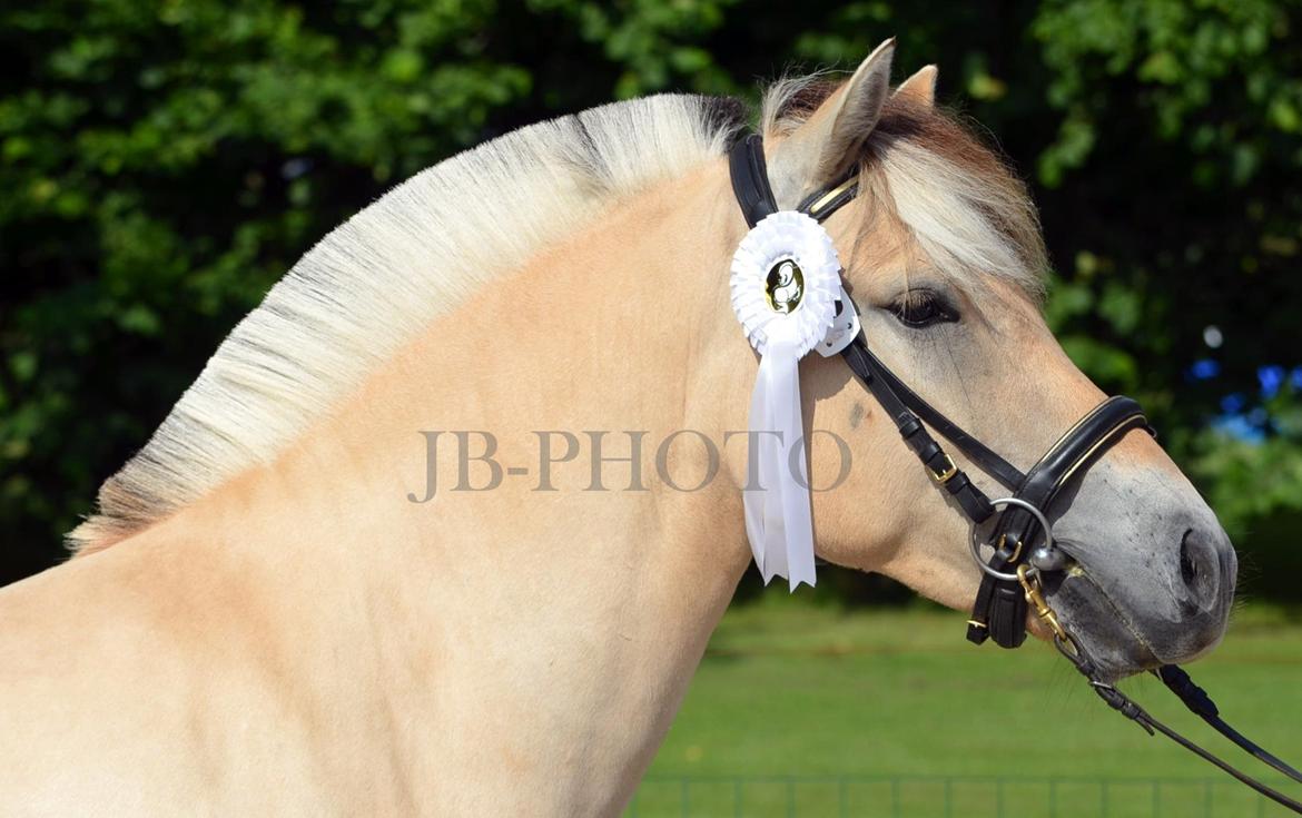 Fjordheste kåring på Ågerupgård billede 34