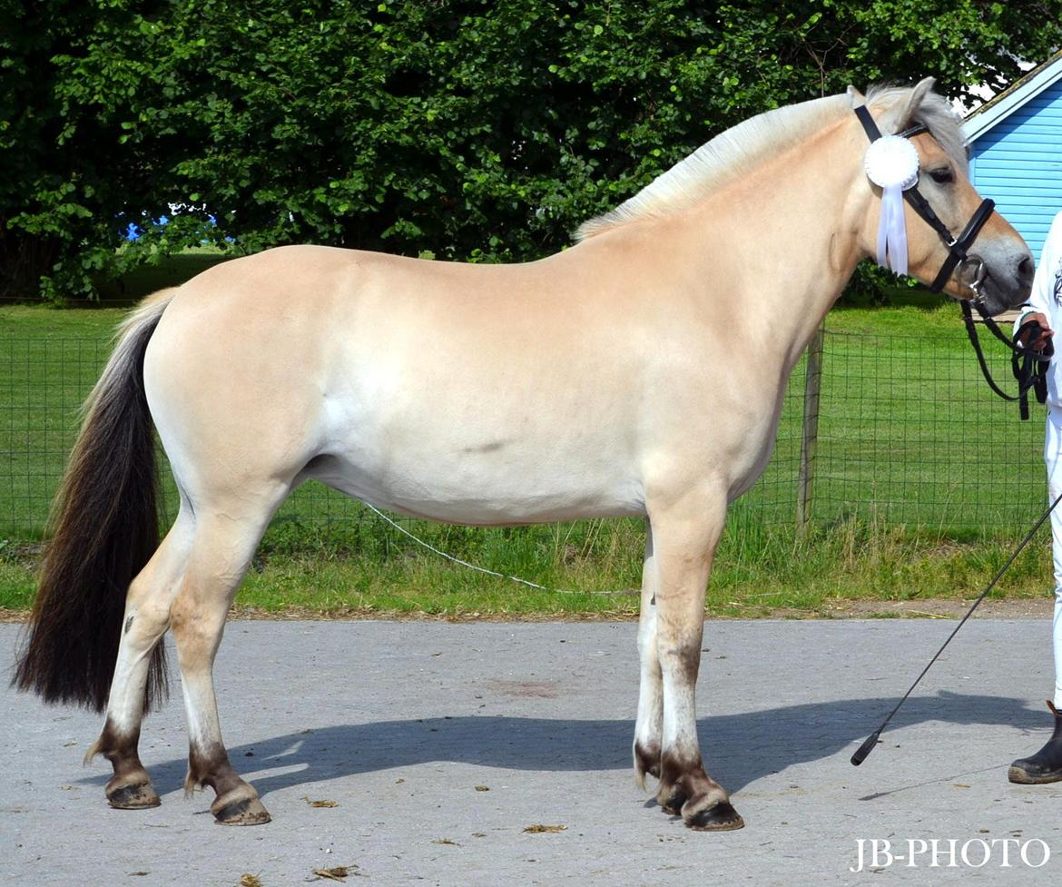Fjordheste kåring på Ågerupgård billede 35