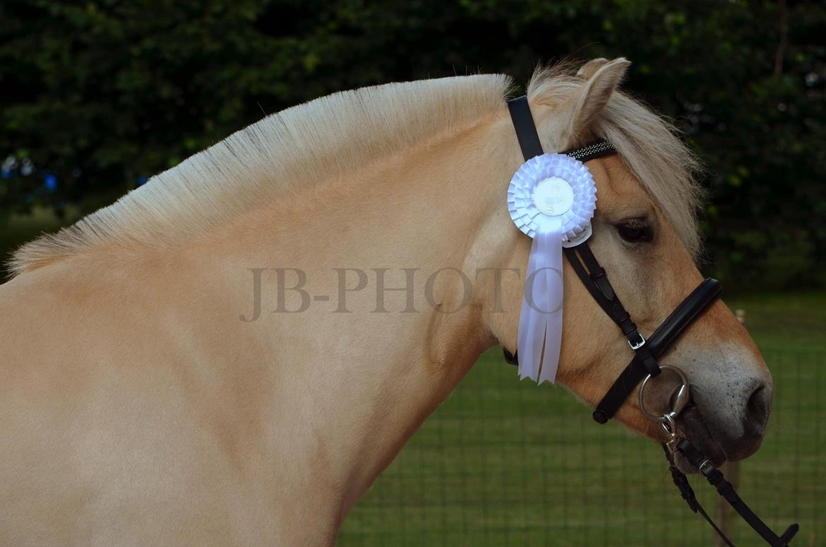 Fjordheste kåring på Ågerupgård billede 36