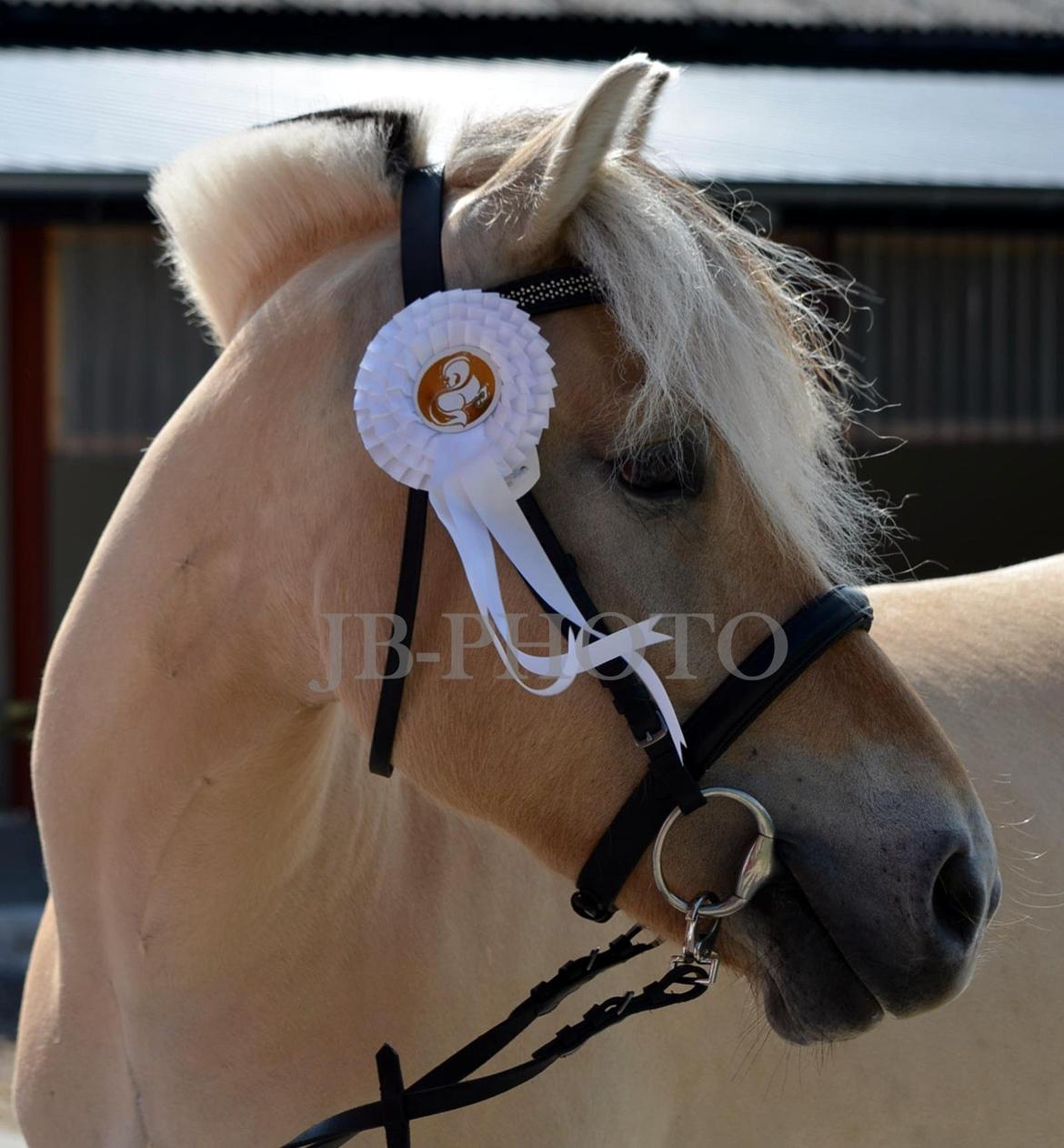 Fjordheste kåring på Ågerupgård billede 37