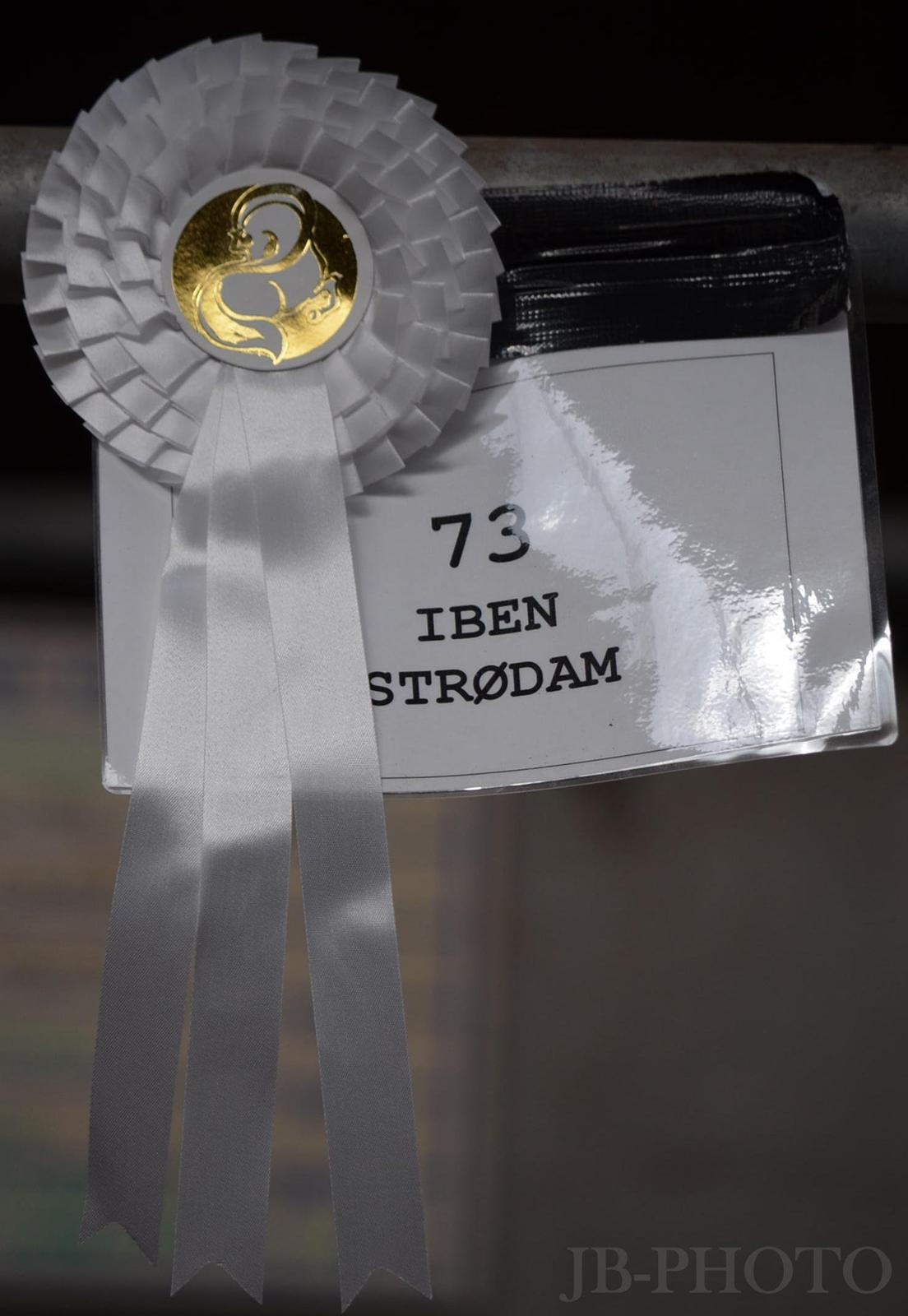 Fjordheste kåring på Ågerupgård billede 38