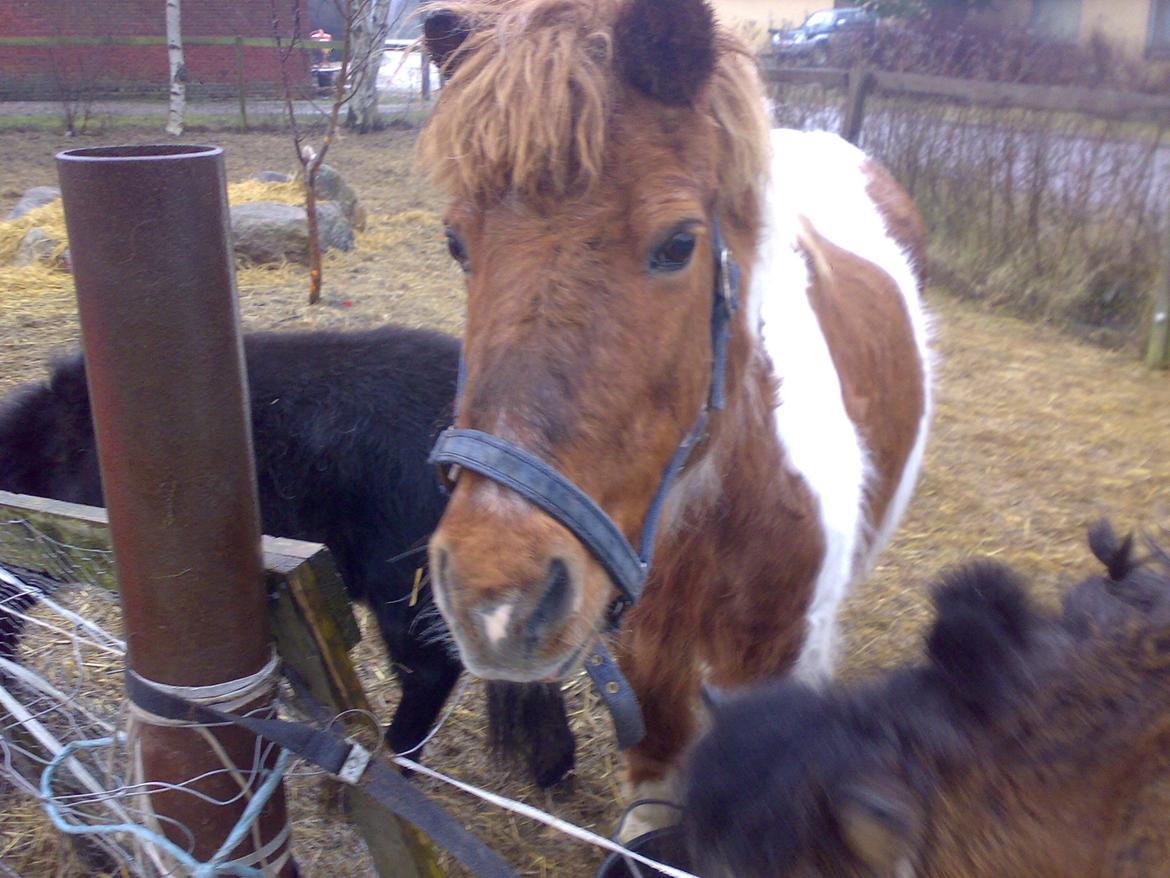 Min hverdag - Min gamle islænder Wopper(-: billede 1